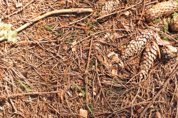 Cost of Pine Needles Removal in El Cajon