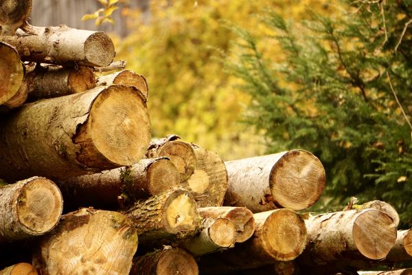 Cost of Wood Pile Removal in El Cajon