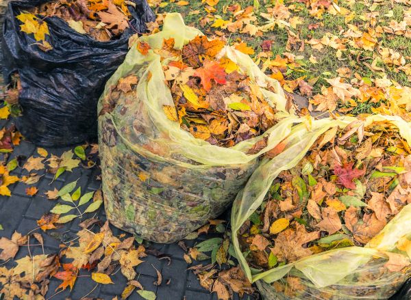 Cost of Yard Cleanup Service in El Cajon