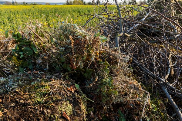 Cost of Brush Disposal in El Cajon