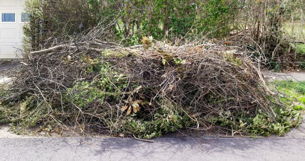 Cost of Tree Limb Cleanup in El Cajon
