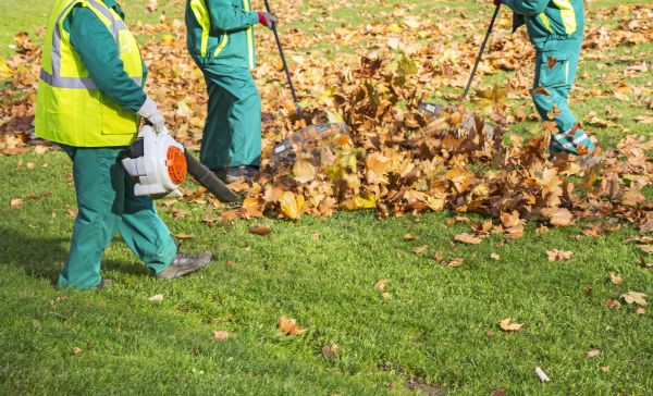 Cost of Leaf Maintenance in El Cajon