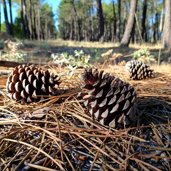 Cost of Pine Cone Removal in El Cajon