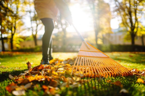 Cost of Leaves Raking in El Cajon