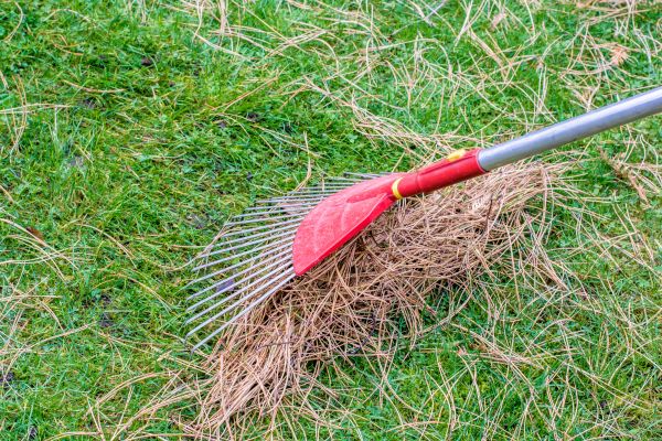Cost of Yard Raking in El Cajon
