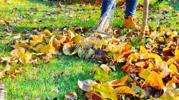 Cost of Lawn Cleanup Service in El Cajon